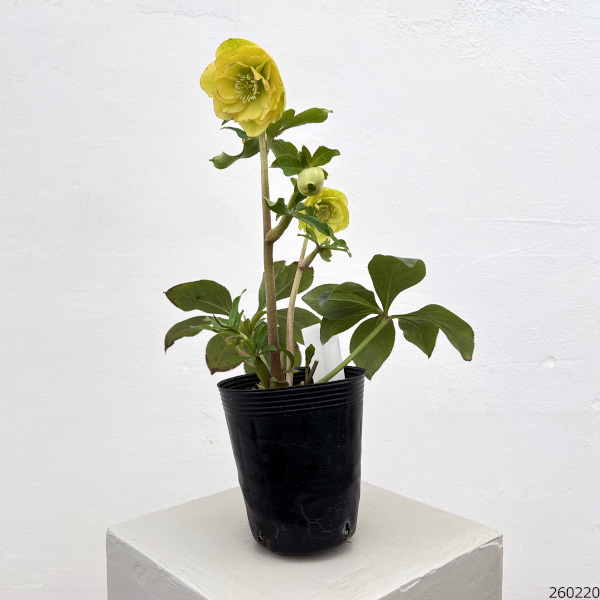 細川さんのクリスマスローズ：ダブル26-63／4号ポット【現品販売】