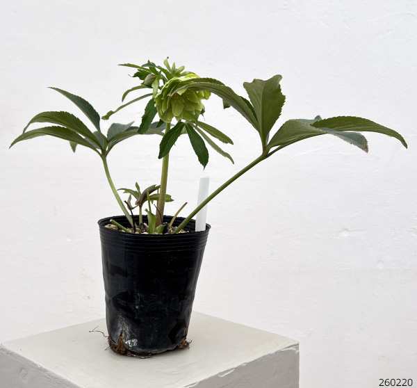 細川さんのクリスマスローズ：ダブル26-64／4号ポット【現品販売】