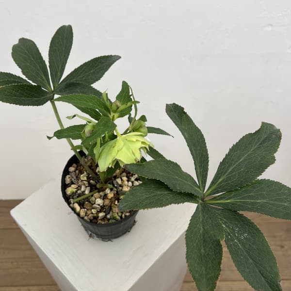 細川さんのクリスマスローズ：ダブル26-64／4号ポット【現品販売】（咲き進み～開花終了株）