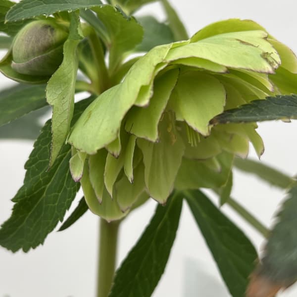 細川さんのクリスマスローズ：ダブル26-64／4号ポット【現品販売】（咲き進み～開花終了株）