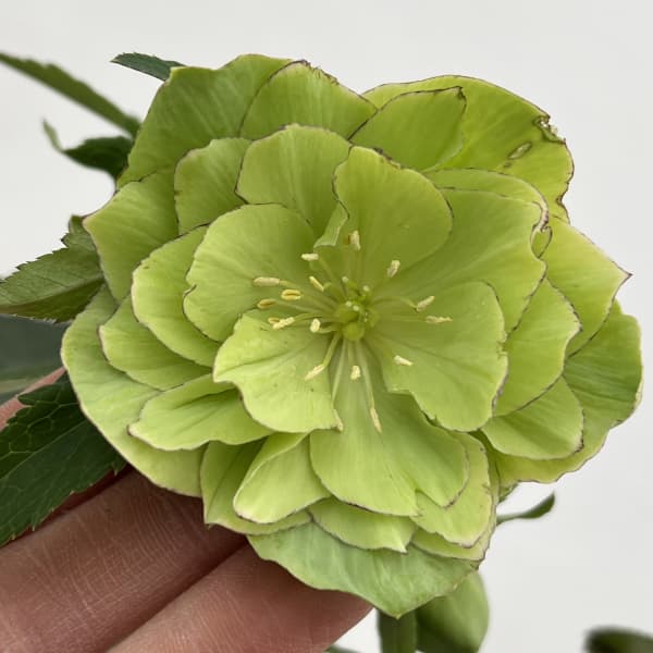 細川さんのクリスマスローズ：ダブル26-64／4号ポット【現品販売】（咲き進み～開花終了株）