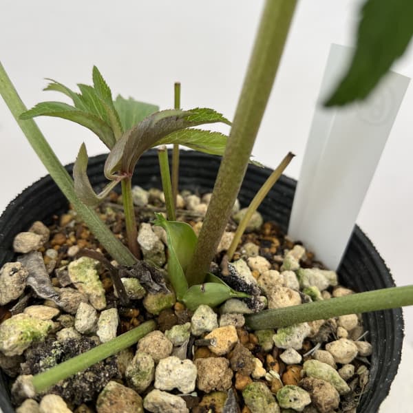 細川さんのクリスマスローズ：ダブル26-64／4号ポット【現品販売】（咲き進み～開花終了株）