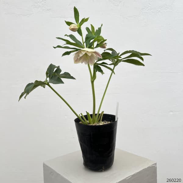 細川さんのクリスマスローズ：ダブル26-65／4号ポット【現品販売】