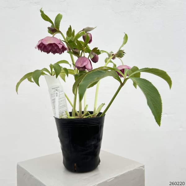 細川さんのクリスマスローズ：ダブル26-01／4号ポット【現品販売】