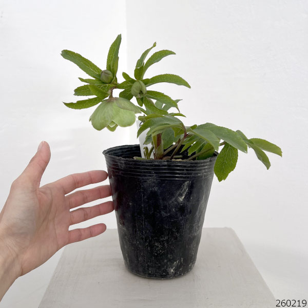 高正園さんのクリスマスローズ：26-01ダブル／4.5号ポット【現品販売】