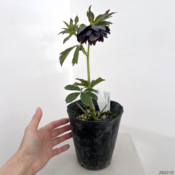 高正園さんのクリスマスローズ:26-04ダブル/4.5号ポット【現品販売】