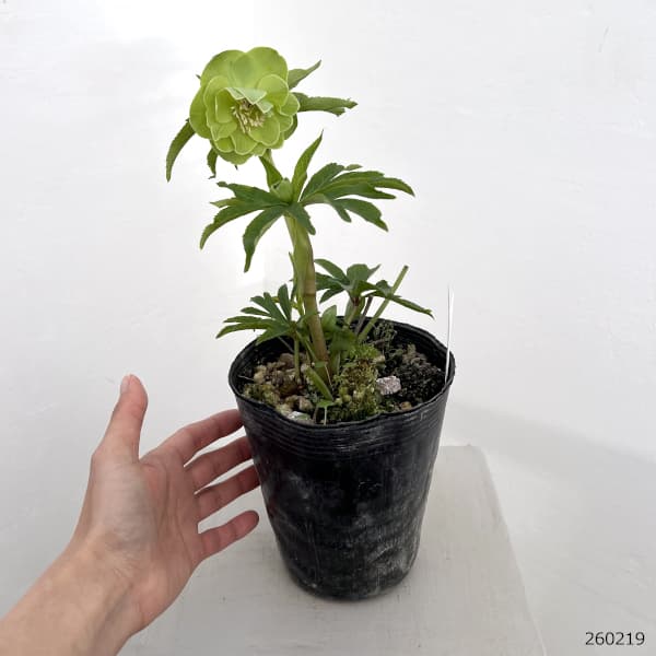 高正園さんのクリスマスローズ:26-05ダブル/4.5号ポット【現品販売】