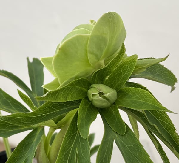 高正園さんのクリスマスローズ：26-05ダブル／4.5号ポット【現品販売】（開花終了株）