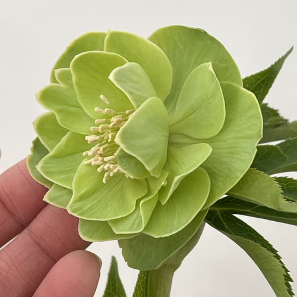 高正園さんのクリスマスローズ：26-05ダブル／4.5号ポット【現品販売】（開花終了株）