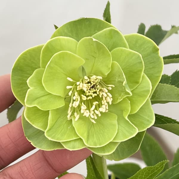 高正園さんのクリスマスローズ：26-05ダブル／4.5号ポット【現品販売】（開花終了株）