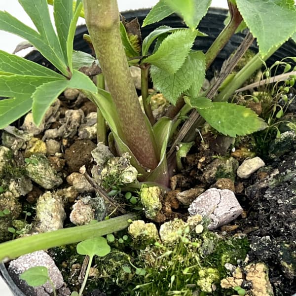 高正園さんのクリスマスローズ：26-05ダブル／4.5号ポット【現品販売】（開花終了株）