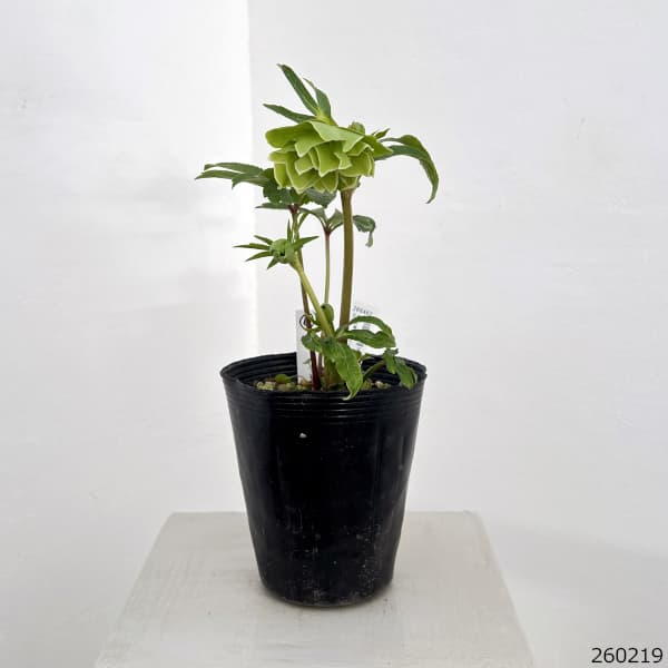 高正園さんのクリスマスローズ：26-06ダブル／4.5号ポット【現品販売】