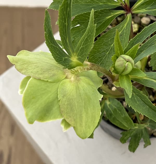 高正園さんのクリスマスローズ:26-06ダブル/4.5号ポット【現品販売】(咲き進み~開花終了株)