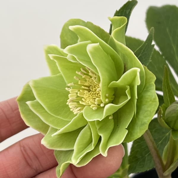 高正園さんのクリスマスローズ:26-06ダブル/4.5号ポット【現品販売】(咲き進み~開花終了株)