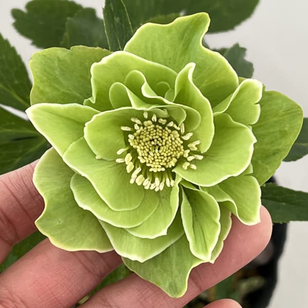 高正園さんのクリスマスローズ:26-06ダブル/4.5号ポット【現品販売】(咲き進み~開花終了株)