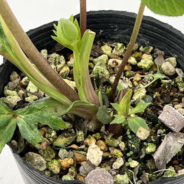 高正園さんのクリスマスローズ:26-06ダブル/4.5号ポット【現品販売】(咲き進み~開花終了株)