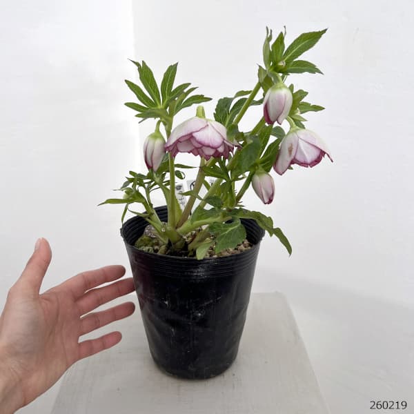 高正園さんのクリスマスローズ：26-07ダブル／4.5号ポット【現品販売】