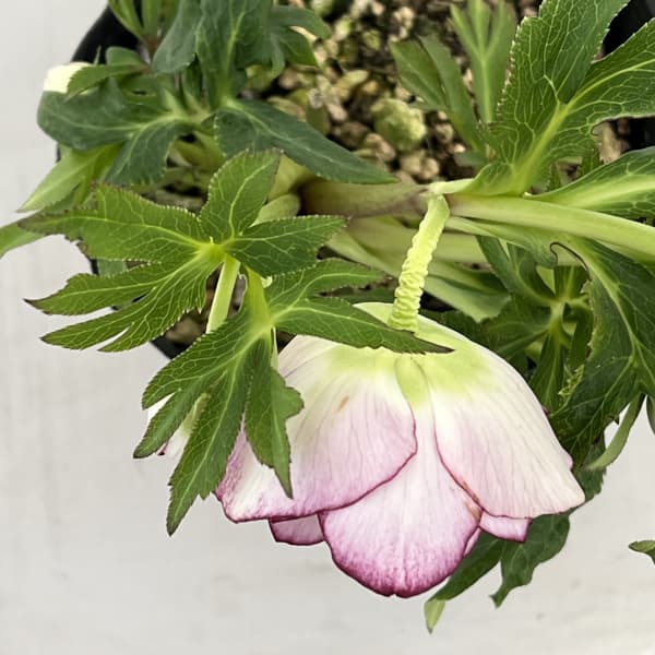 高正園さんのクリスマスローズ:26-07ダブル/4.5号ポット【現品販売】(開花終了株)