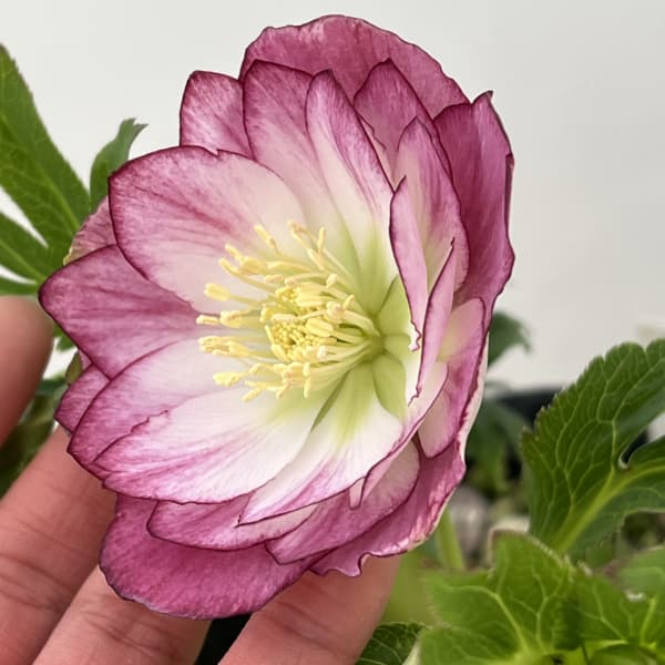 高正園さんのクリスマスローズ:26-07ダブル/4.5号ポット【現品販売】(開花終了株)