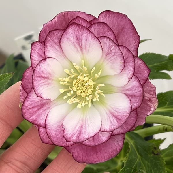 高正園さんのクリスマスローズ:26-07ダブル/4.5号ポット【現品販売】(開花終了株)