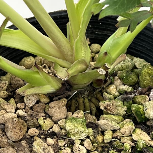 高正園さんのクリスマスローズ:26-07ダブル/4.5号ポット【現品販売】(開花終了株)