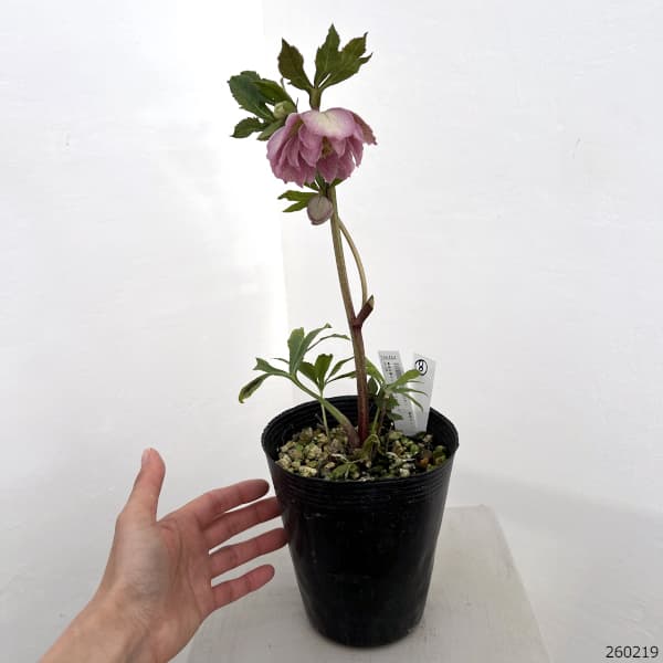 高正園さんのクリスマスローズ：26-08ダブル／4.5号ポット【現品販売】