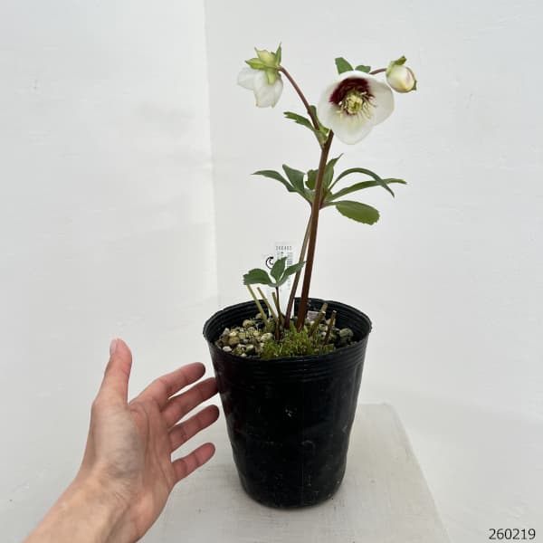 高正園さんのクリスマスローズ:26-09シングル/4.5号ポット【現品販売】