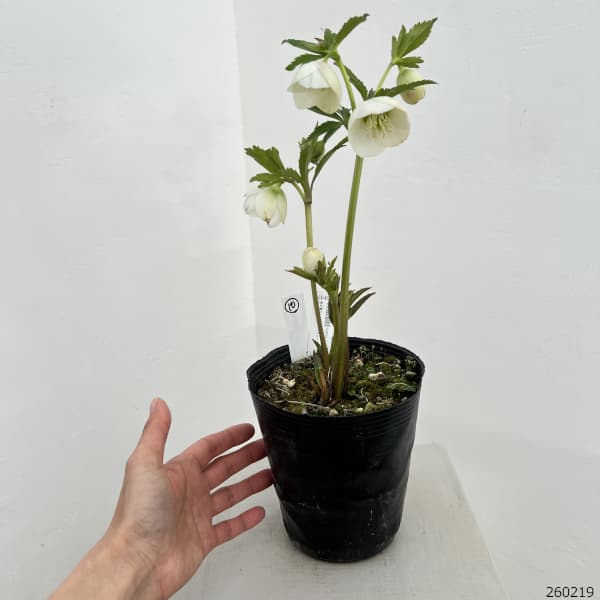 高正園さんのクリスマスローズ:26-10シングル/4.5号ポット【現品販売】