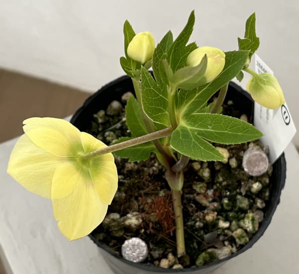 高正園さんのクリスマスローズ：26-11シングル／4.5号ポット【現品販売】（開花終了株）