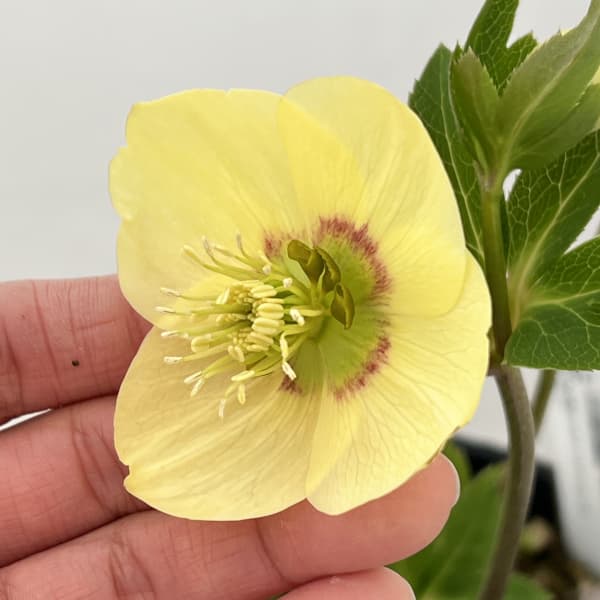 高正園さんのクリスマスローズ：26-11シングル／4.5号ポット【現品販売】（開花終了株）