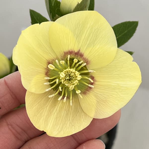 高正園さんのクリスマスローズ：26-11シングル／4.5号ポット【現品販売】（開花終了株）