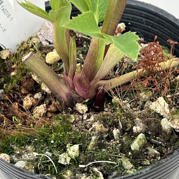 高正園さんのクリスマスローズ：26-11シングル／4.5号ポット【現品販売】（開花終了株）