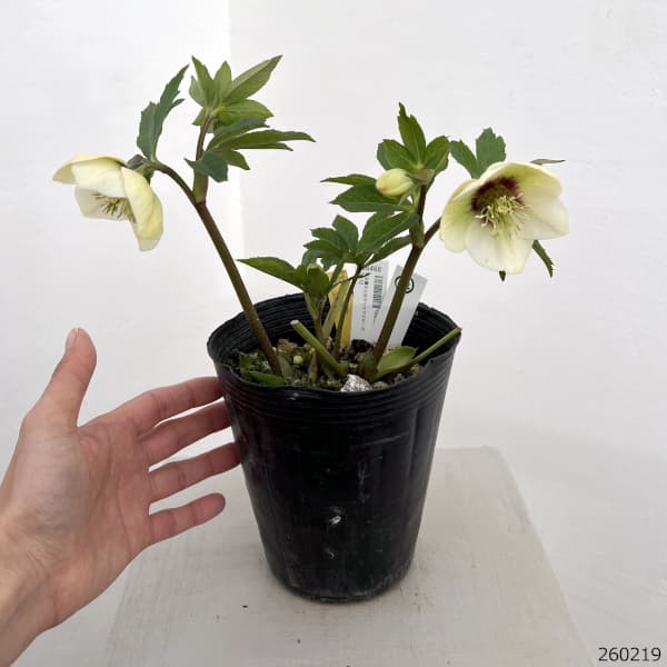 高正園さんのクリスマスローズ:26-12シングル/4.5号ポット【現品販売】