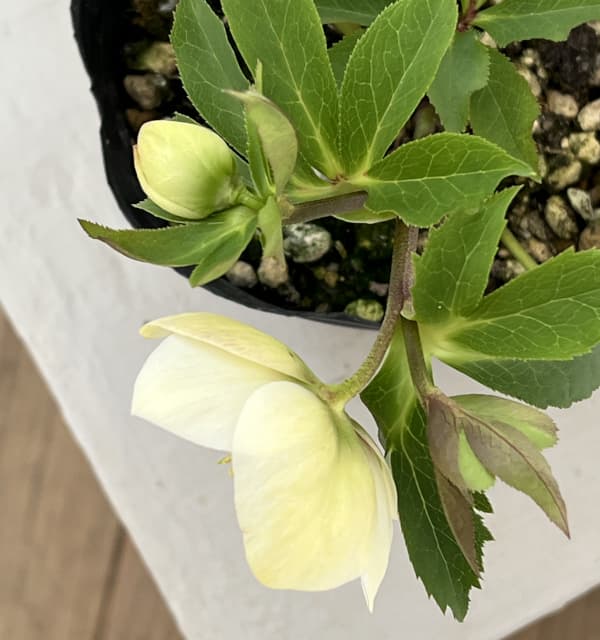 高正園さんのクリスマスローズ:26-12シングル/4.5号ポット【現品販売】(開花終了株)