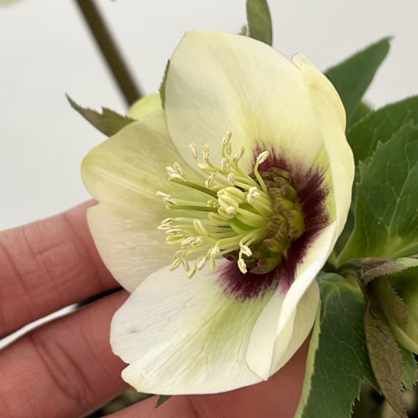 高正園さんのクリスマスローズ:26-12シングル/4.5号ポット【現品販売】(開花終了株)