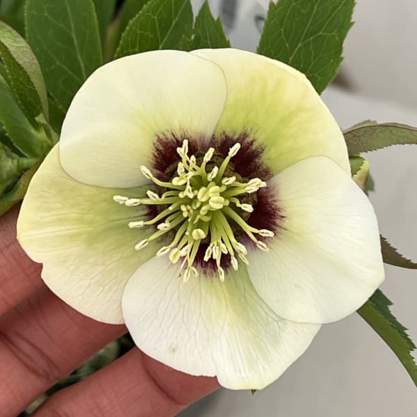 高正園さんのクリスマスローズ:26-12シングル/4.5号ポット【現品販売】(開花終了株)