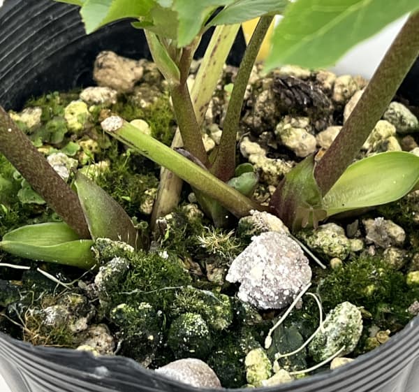 高正園さんのクリスマスローズ:26-12シングル/4.5号ポット【現品販売】(開花終了株)