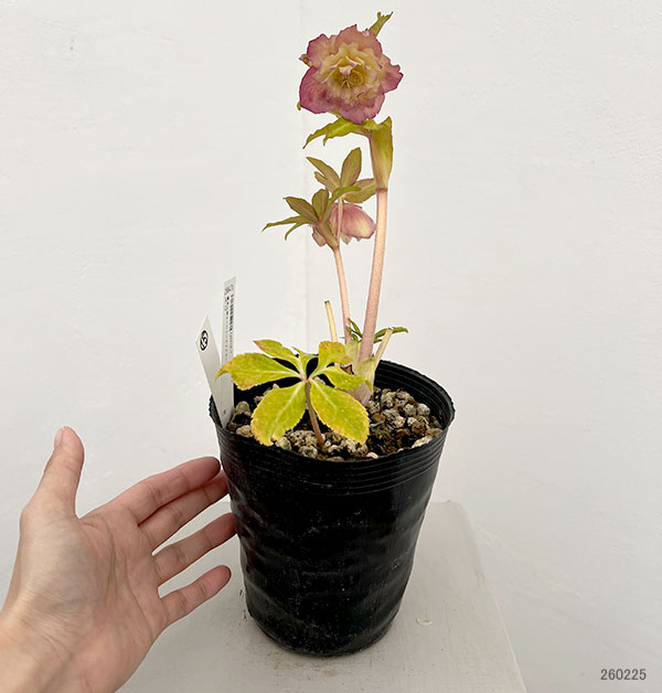 ●高正園さんのクリスマスローズ：26-15ダブル／4.5号ポット【現品販売】