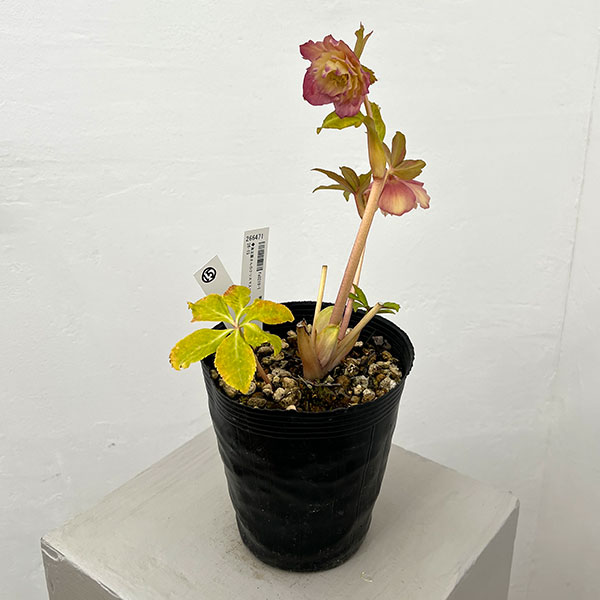 ●高正園さんのクリスマスローズ：26-15ダブル／4.5号ポット【現品販売】