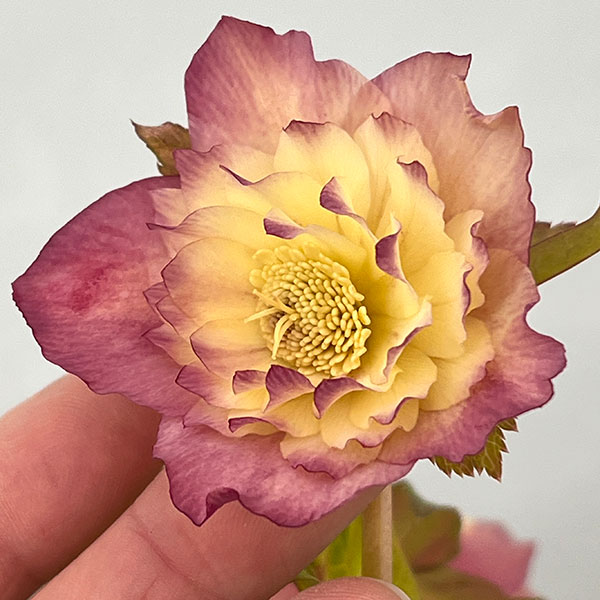 ●高正園さんのクリスマスローズ：26-15ダブル／4.5号ポット【現品販売】