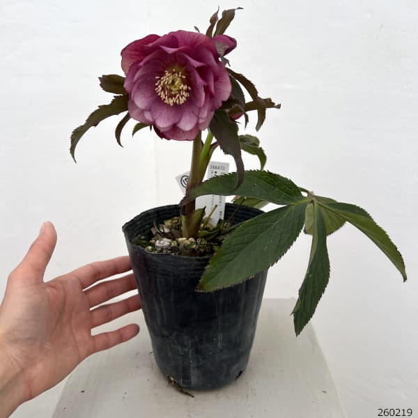 高正園さんのクリスマスローズ：26-17ダブル／4.5号ポット【現品販売】