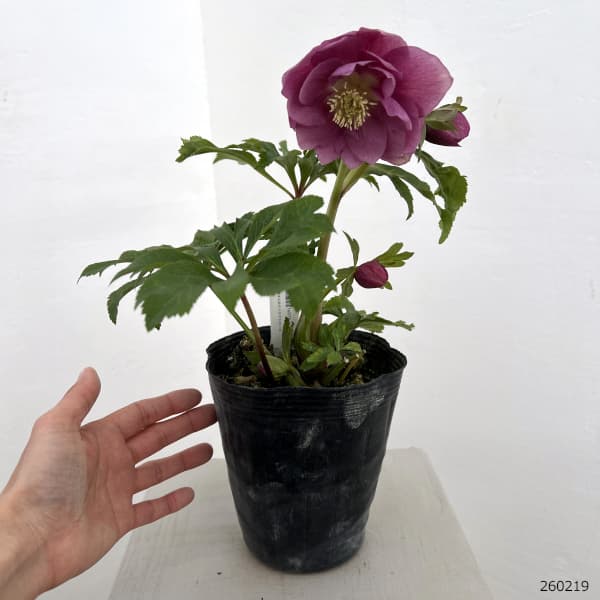 高正園さんのクリスマスローズ：26-18ダブル／4.5号ポット【現品販売】