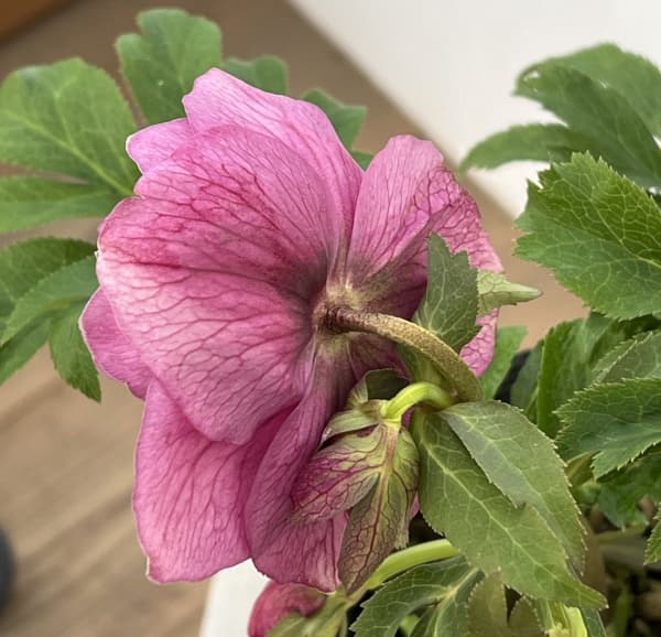 高正園さんのクリスマスローズ:26-18ダブル/4.5号ポット【現品販売】(開花終了株)