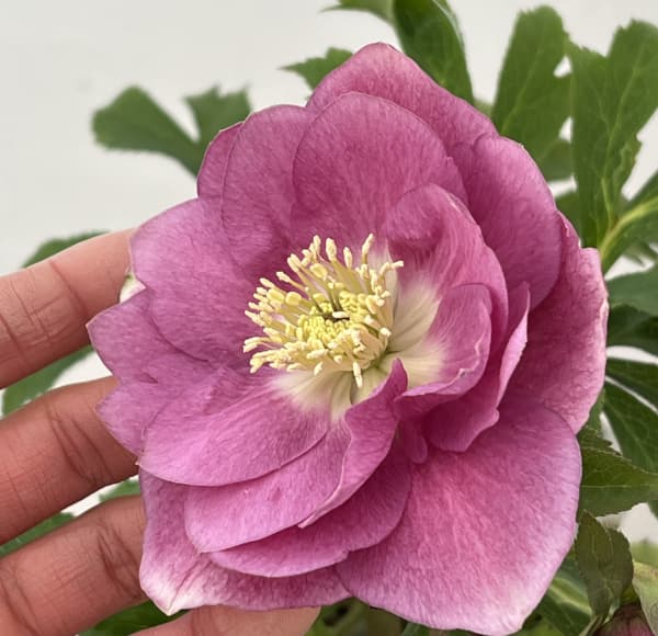 高正園さんのクリスマスローズ:26-18ダブル/4.5号ポット【現品販売】(開花終了株)