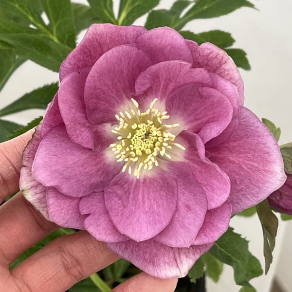 高正園さんのクリスマスローズ:26-18ダブル/4.5号ポット【現品販売】(開花終了株)