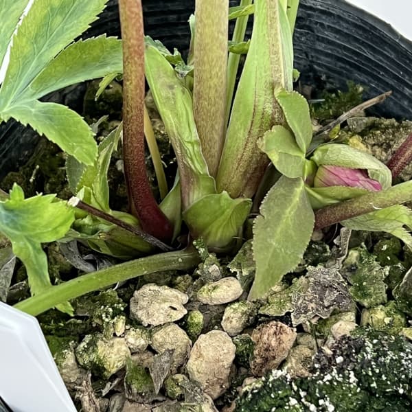 高正園さんのクリスマスローズ:26-18ダブル/4.5号ポット【現品販売】(開花終了株)