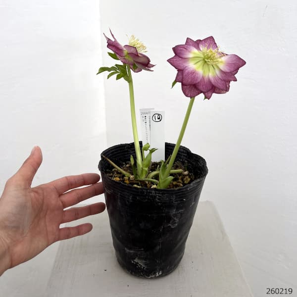 高正園さんのクリスマスローズ：26-19ダブル／4.5号ポット【現品販売】