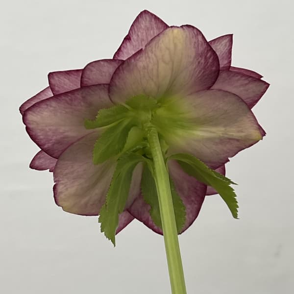 高正園さんのクリスマスローズ：26-19ダブル／4.5号ポット【現品販売】（開花終了株）