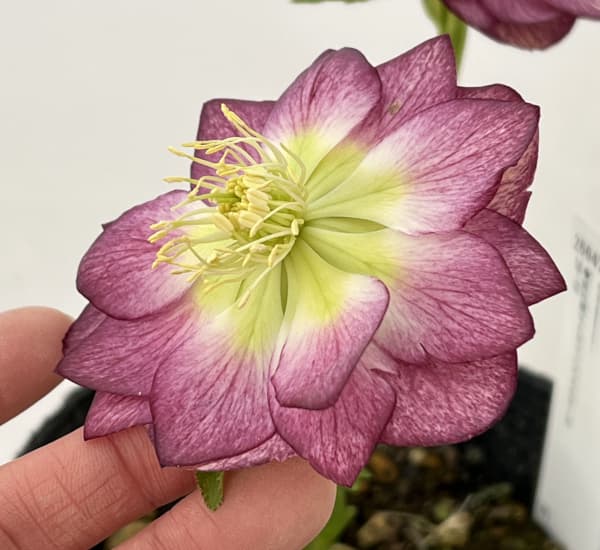 高正園さんのクリスマスローズ：26-19ダブル／4.5号ポット【現品販売】（開花終了株）