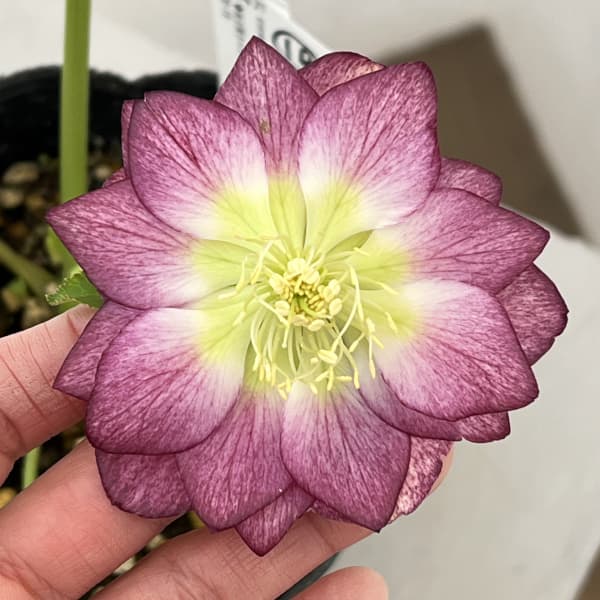 高正園さんのクリスマスローズ：26-19ダブル／4.5号ポット【現品販売】（開花終了株）